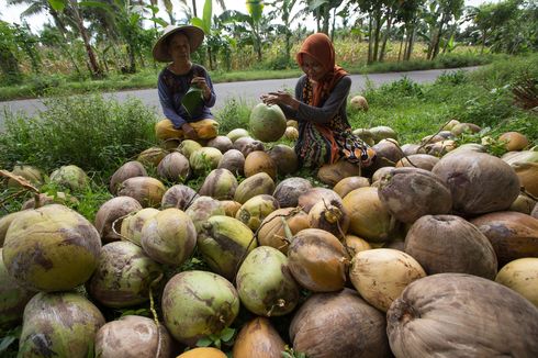 Daftar Negara Penghasil Kelapa Terbesar di Dunia, Indonesia Juaranya