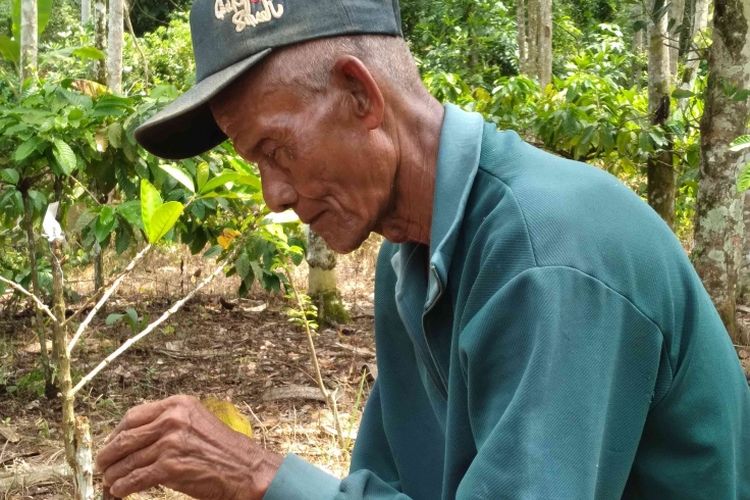 Abah Ruchayat dari Bukit Jambi, sudah bertahun-tahun melakukan grafting kopi di kebun sendiri dan kebun orang lain