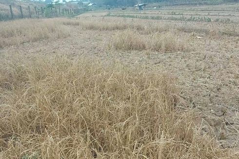 Kemarau Panjang, 78 Hektar Lahan Pertanian di Kabupaten Semarang Rusak