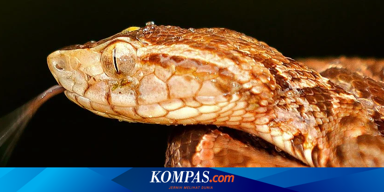 Atasi Luka Pendarahan, Ahli Kembangkan Lem Super dari Bisa Ular Ini - Vimarsana News