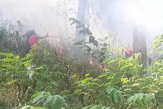Hutan Pinus yang Terbakar di Oro-oro Ombo Lumajang 2,5 Hektar 