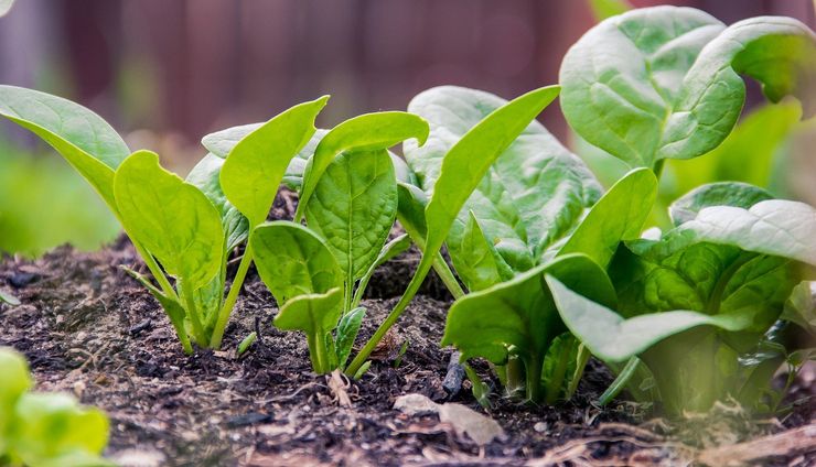 Petani Lebak Sulap Sawah Kering Jadi Ladang Sayur, Omzet Rp 15 Juta Per Bulan