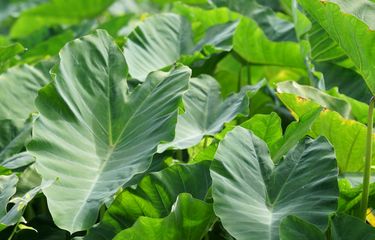 Penyakit Yang Sering Menyerang Tanaman Kuping Gajah Apa Saja Halaman All Kompas Com