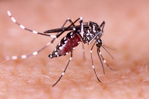 Chikungunya dan DBD Merebak di Salatiga, Puluhan Orang Terjangkit