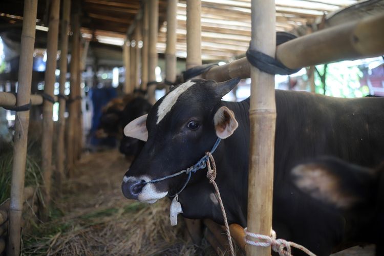 Ilustrasi sapi terinfeksi penyakit mulut dan kuku (PMK).