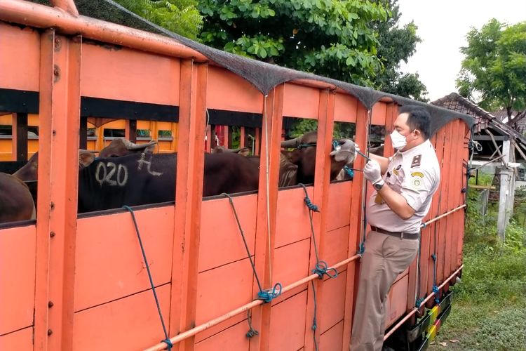 Petugas Balai Karantina Denpasar saat mengecek kesehatan puluhan ekor sapi yang hendak dikirim ke pulau Jawa. /Dok.Humas Balai Karantina Denpasar