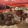 455 Hewan Ternak di Kota Semarang Terserang Wabah LSD Jelang Idul Adha, Ini Ciri-cirinya