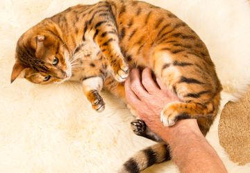 Jangan Sembarangan, Begini Cara Membelai Kucing yang Benar