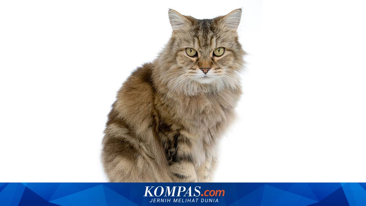 Mengenal Ras Kucing Ragamuffin, Berikut Sejarah dan Ciri-cirinya
