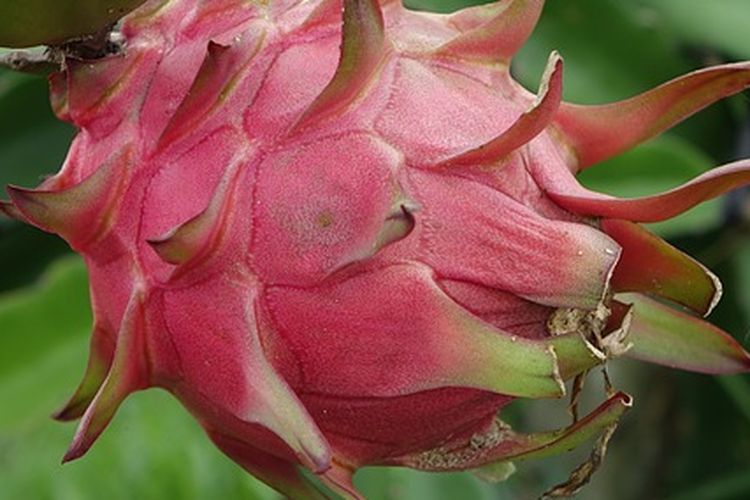 Ilustrasi buah naga.