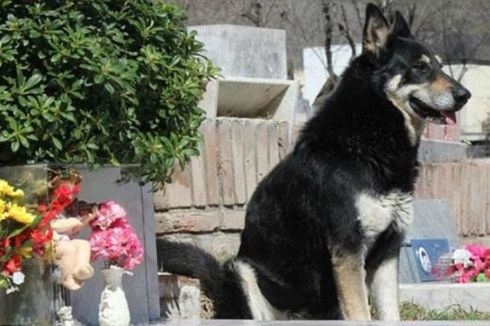 Berita Terpopuler: Anjing Tinggal di Makam Majikan hingga Kertas Contekan Trump