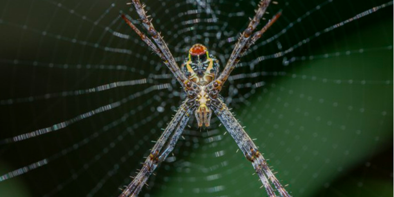 Benarkah Jaring Laba Laba Sangat Kuat Halaman All Kompas Com