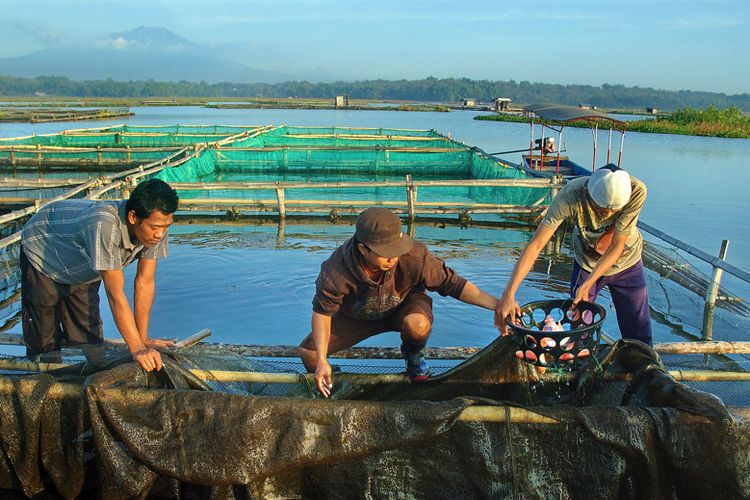 Panen ikan