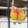 Tertarik Memelihara Lovebird? Ketahui Dulu 3 Hal Ini 