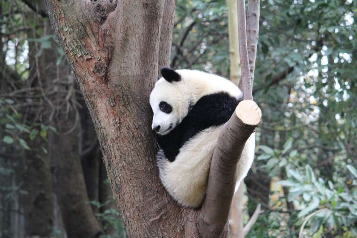 Panda duduk di dahan pohon.