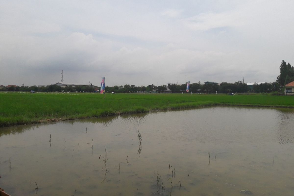 Suasana persawahan di Rorotan yang akan menjadi lokasi pembangunan proyek rumah DP 0 Rupiah pada Rabu (27/2/2018)