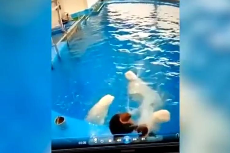 Pelatih hewan tertangkap kamera CCTV memukul dan menendang paus beluga. [SS/Youtube/Pro Storylines]
