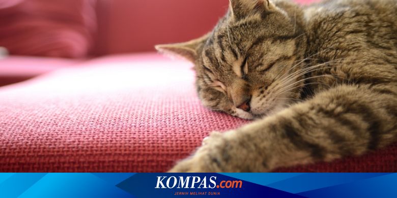 Jangan Biasakan Kucing Tidur Di Kasur Anda Halaman All Kompas Com