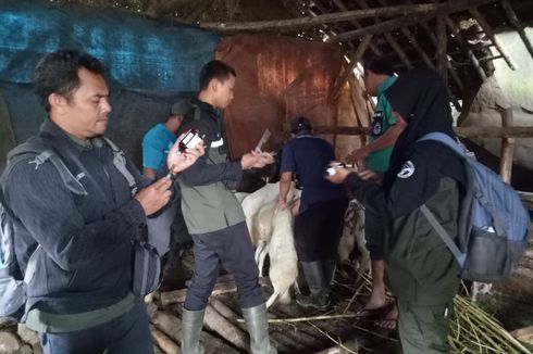 79 Hewan Ternak Mati akibat Banjir Bandang Bondowoso