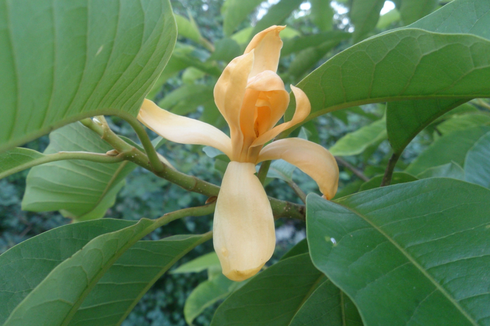 Flora Khas dari Provinsi Aceh