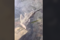 Viral, Video Ikan Tanpa Kepala Berenang, Begini Penjelasan Ilmiahnya