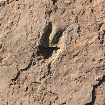 Penampakan fosil jejak kaki dinosaurus yang ditemukan di China timur.