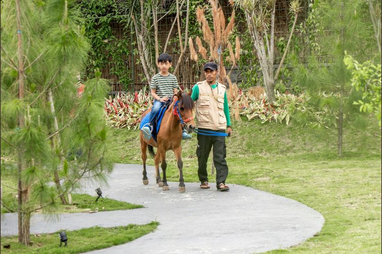 Ilustrasi aktivitas naik kuda di Goalpara Tea Park, Sukabumi, Jawa Barat.