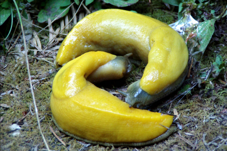 Ilustrasi siput pisang 