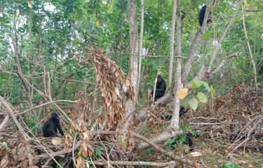 Yaki, salah satu hewan endemik Sulawesi Utara yang ada di Taman Wisata Alam Batu Putih, Bitung, Kamis  31/8/2018).