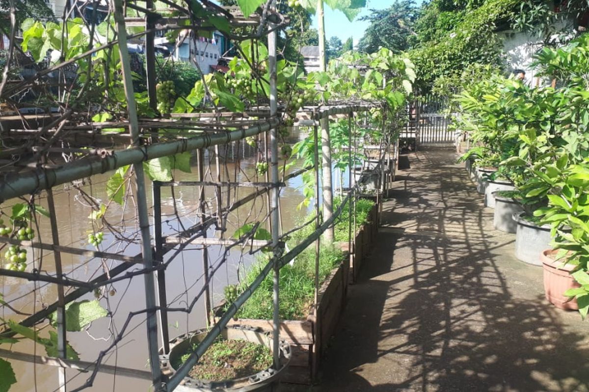 Bantaran Kali Ciliwung disulap menjadi ruang hijau oleh warga RT 15/RW 4, Kelurahan Kenari, Senen, Jakarta Pusat. 