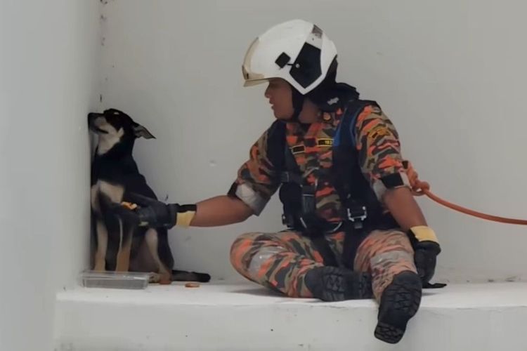 Tangkapan layar dari video yang menunjukkan seekor anjing coba diselamatkan petugas pemadam kebakaran (kebakaran) namun tampak jual mahal.