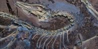 Archaeopteryx: Dinosaurus Berbulu yang Ternyata Bisa Terbang