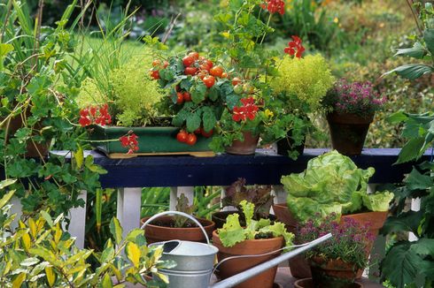 Tips Menanam Sayuran di Balkon agar Tumbuh Subur
