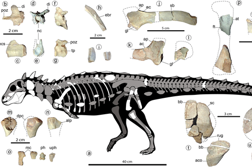 Fosil Jakapil Kaniukura Ditemukan di Argentina, Dijuluki Dinosaurus Berlapis Baja