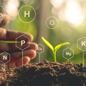 Ilustrasi nutrisi-nutrisi penting yang dibutuhkan tanaman, salah satunya adalah nitrogen. 