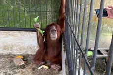 Pelihara 7 Satwa Dilindungi Termasuk Orangutan, Bupati Nonaktif Langkat Terancam 5 Tahun Penjara 