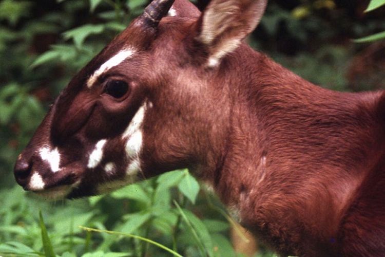 Saola (Pseudoryx nghetinhensis)
