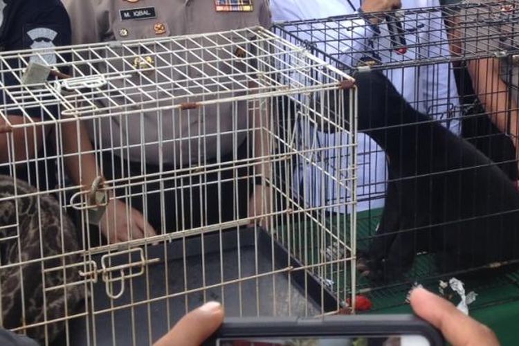 Direktorat Reserse Kriminal Khusus Polda Metro Jaya merilis pengungkapan jaringan perdagangan satwa langka, di antaranya beruang madu dan macan dahan, di Mapolda Metro Jaya, Rabu (18/11/2015). 