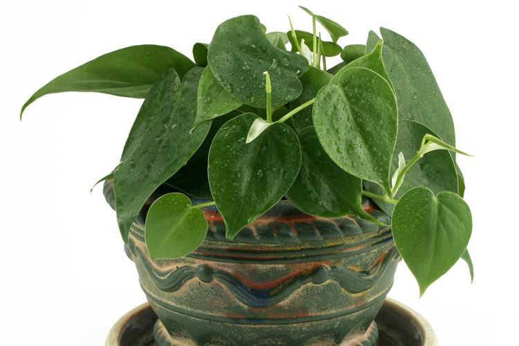 Mengapa Daun Philodendron Menguning? Ini 7 Penyebab dan Cara Mengatasinya