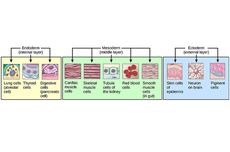 Organogenesis Tubuh Manusia