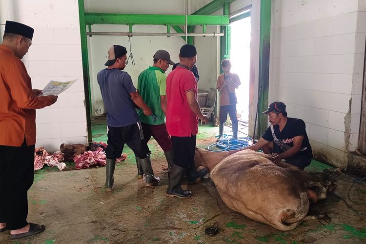 Pemotongan Hewan Kurban pada 2026 di Situbondo Lebih Banyak Dibanding 2025