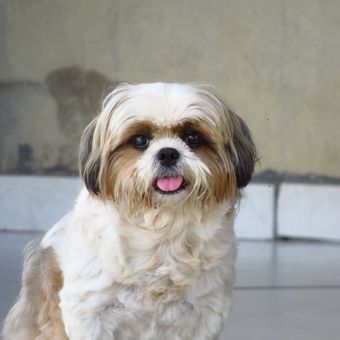 Ilustrasi anjing Shih Tzu 