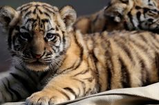 Sepasang Bayi Harimau Benggala Lahir di Kebun Binatang Bandung