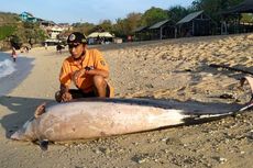 Lumba-lumba Seberat 3 Kuintal Mati di Pantai Gunungkidul, Begini Kondisinya