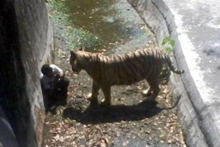 Foto ini memperlihatkan saat-saat Vijay, si harimau putih, akan menyerang seorang pemuda yang masuk ke dalam kandangnya di kebun binatang New Delhi, India.