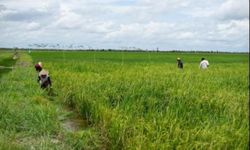 Food Estate di Kapuas dan Pulang Pisau, Petani Untung dan Lahan Makin Produktif