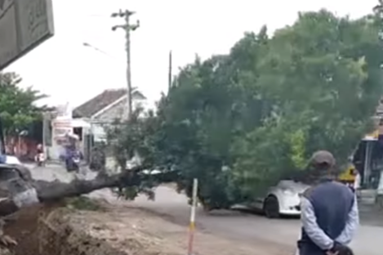 Tangkapan layar video yang menampilkan detik-detik pohon yang dirobohkan menimpa mobil yang sedang melaju.