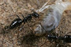 Awas, Spesies Semut Ini Bisa Kuasai Dunia