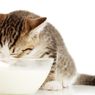 Mengapa Tidak Boleh Memberikan Susu pada Kucing? 