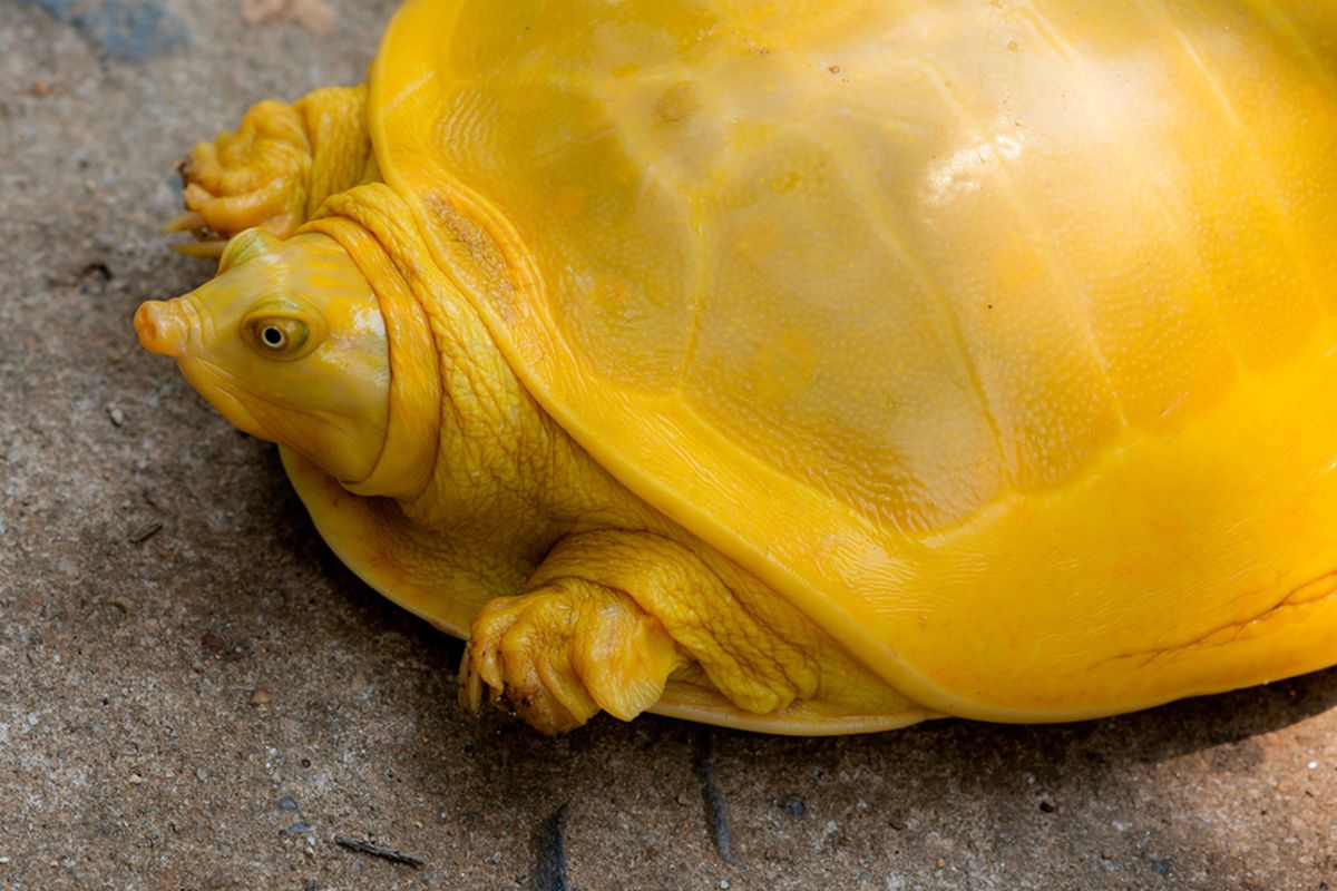 Kura-kura berwarna kuning ditemukan di India. Kura-kura ini termasuk kura-kura albino.